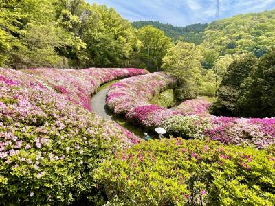 大阪府民の森　なるかわ ツツジロールって？