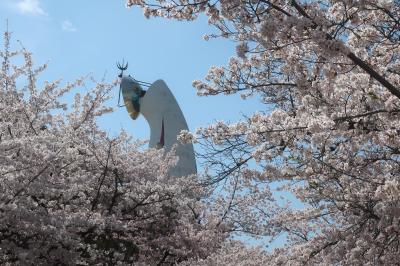 万博記念公園　桜ネモフィラ 2023