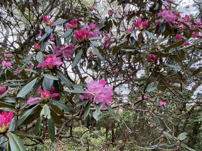 GW3日目：シャクナゲとアセビの咲く天城山登山