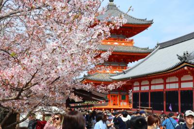 さくら舞い散る古都京都⑥清水寺・二条城方面(シリーズ完)