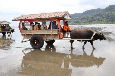 水牛車で海を１５分渡り由布島へ