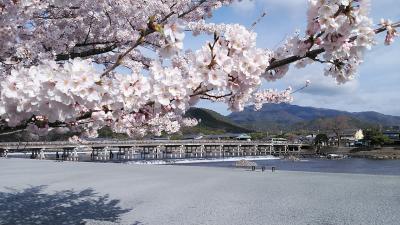 静かな絶景の京都、満開の桜を独り占め！2022年編