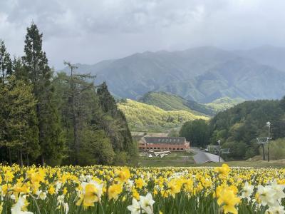 山の傾斜一面に満開の水仙を見に、ノルン水上へ。