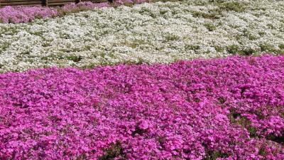 羊山公園芝桜の丘