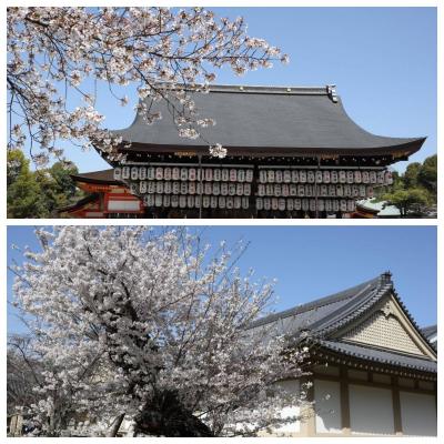 ２０２３京都の桜＊＊その一＜円山公園・八坂神社・醍醐寺＞＊＊