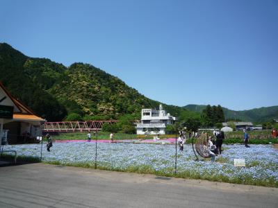 新緑の大日ケ岳と国道156号沿いのネモフィラ