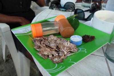香港からのモルディブ・スリランカ遠征(2-9) お酒を飲まないモルディブの男たちは海辺の青空喫茶に集い、このような謎の嗜好品を楽しんでいた！