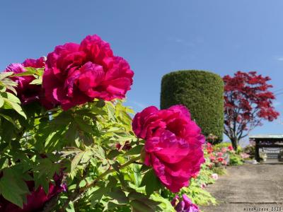 「赤城寺」のボタン_2023_花は残っていましたが、見頃終盤でした（群馬県・桐生市）