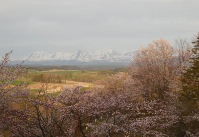 深山峠の桜