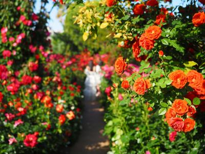 横浜イングリッシュガーデン ローズ・フェスティバル2023』横浜(神奈川