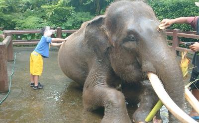 春旅コモド島でコモドドラゴンとバリ島でエレファントライド④～バリ最終日～