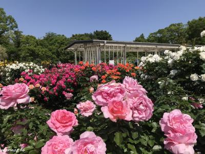 2023 GW 大船フラワーセンターの春バラと藤沢白旗神社の藤の花