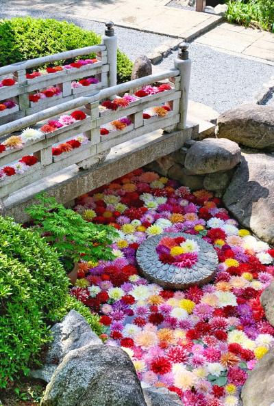 天竺牡丹が池に浮かぶ &quot;華の池&quot; が見たくて『岡寺』を再訪.:*☆*:.