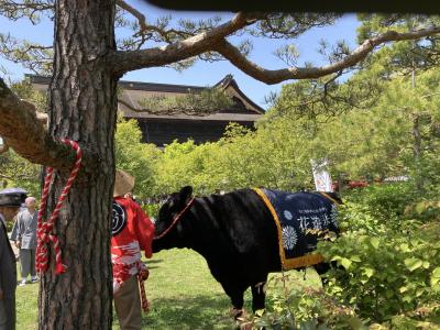 ゴールデンウィーク長野市内はお祭り一色（善光寺花回廊開催中）