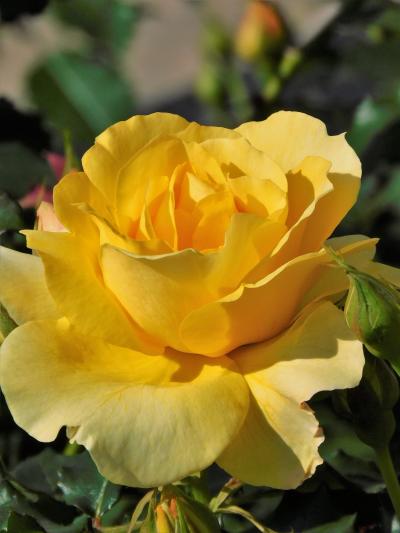 早くもバラが咲き始めた須磨離宮公園