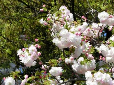 吹田市の住宅地・青山台の道路沿いを散歩しながら、”優美＆気品&amp;可愛らしさ”を兼ね備えた「里桜（サトザクラ）」を楽しむ。（2023）