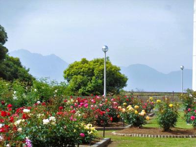 おもやい市民花壇 薔薇園＋四山神社＋カントリーキッチン・イカタル弁当