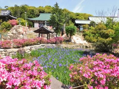 約３０００株のカキツバタが見頃の多聞寺