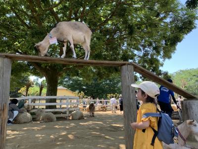 【GW日帰り家族旅】2歳児と一緒に成田ゆめ牧場へ&#11088;︎