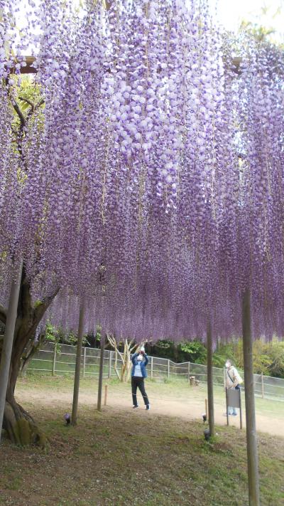 No.12(あしかが藤まつり）今年は最速の開花宣言！花追い旅の10日間（2023年4月15日～24日）