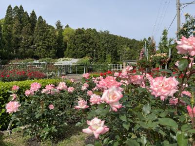 霊山寺バラ庭園 | 奈良県 | 全国の花風景 | はなまっぷ～日本の