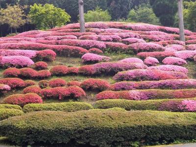 佐賀・福岡の花見ツアーに参加するおばちゃん旅②～中山と黒木の大藤・グリーンピア八女つつじ園・うきは市ナンジャモンジャ通り～