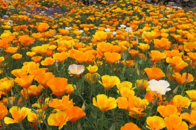 ゴールデンウィーク！ 花に囲まれた休日