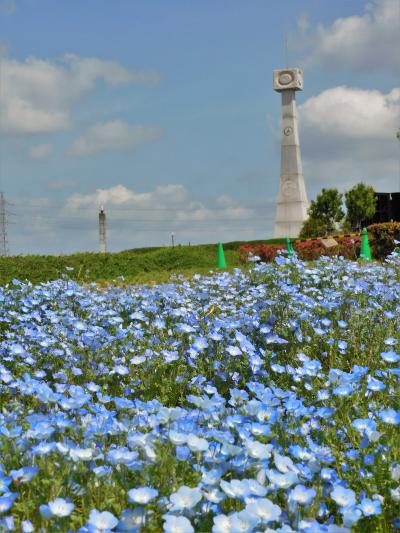 ネモフィラ咲くひまわりの丘公園