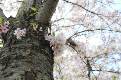 桜が見たくてコペンハーゲン一人旅　２