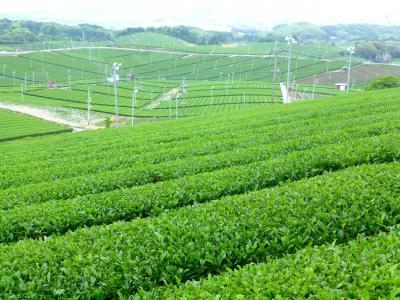 八女新茶まつり～八女中央大茶園へ