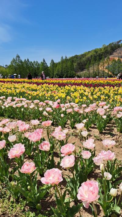 福山&#127801;世羅&#127799;の旅