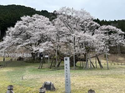 淡墨桜と黒野へドライブ　2023.3