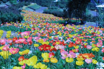 華*:.｡花*:.｡花嫁　　～人生花盛り～