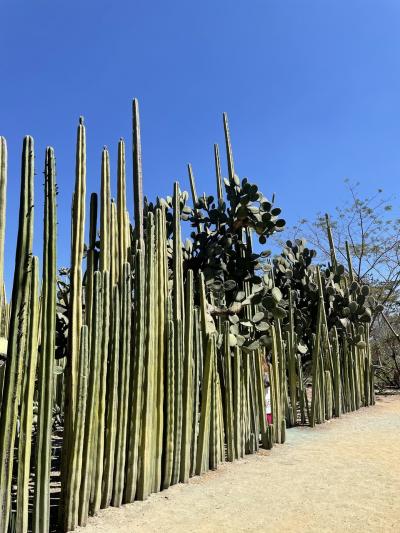 メキシコ2日目☺︎ オアハカ 市内観光