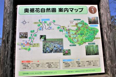 大自然に浸る”ミズバショウ”「奥裾花自然園」