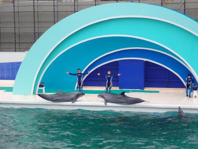 鴨川シーワルードと菜の花 3