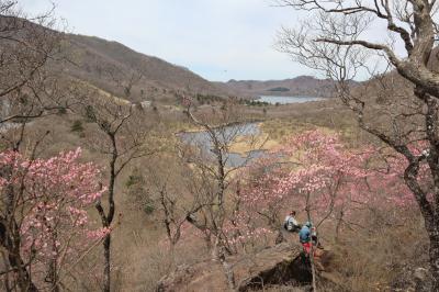 GW赤城・日光の旅・・赤城山のカルデラ.大沼とアカヤシオ満開の篭山を訪ねます。