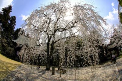 千葉の栄福寺の枝垂桜になんとか間に合った