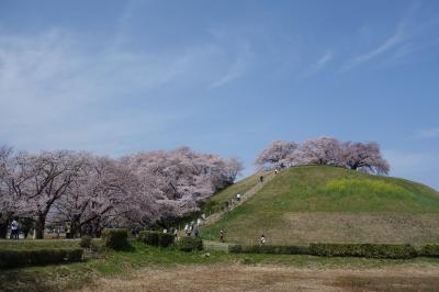 埼玉訪問2022②(桜舞い散る古墳の丘：行田市・さきたま古墳公園、さきたま史跡の博物館、稲荷山古墳等)