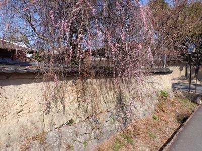 早春の週末旅は奈良へ・・２日目午前は西ノ京（薬師寺・唐招提寺）。