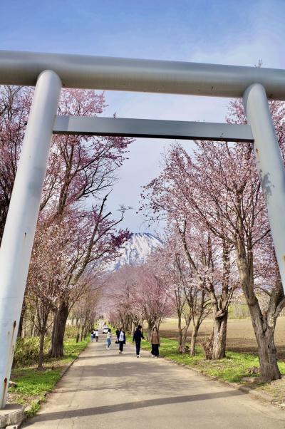 今年もGWは北海道　満開の&#127800;に会いに行く(前編)