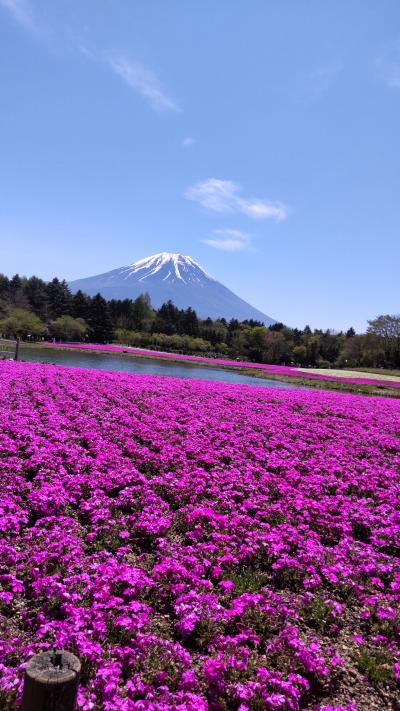 甲州「富士芝桜・リニア見学センター、神社仏閣、温泉、ワイン」の旅