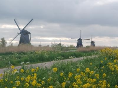 GWのドイツ・オランダ・ベルギー夫婦旅⑤(キンデルダイク→ロッテルダム)