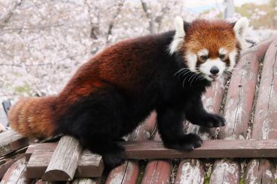 久しぶり神戸姫路レッサーパンダ遠征2023（４）王子動物園（前）レッサーパンダ特集：ジャズくんガイアくん～桜パンダとクライミング野花ちゃん