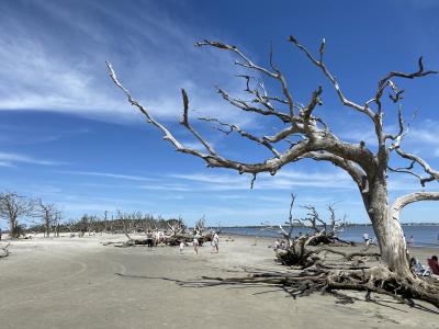 ゴールデン・アイルズ(ｼﾞｮｰｼﾞｱ州)_Golden Isles(GA)　植民地の歴史と手付かずのビーチ！かつてのアメリカ富豪たちの隠れ家