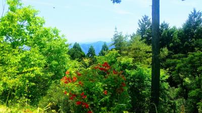 花盛りの武蔵御嶽神社奥の院・日の出山トレッキング
