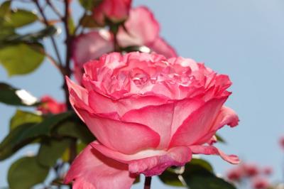 中央公園で薔薇を見ながらウロウロ… 2023.05.02