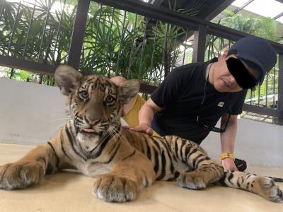 タイ　パタヤ　一人旅　タイガーパーク編