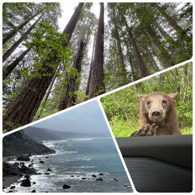2023年GW サンフランシスコ周辺(2) 二日目 スターウォーズの世界☆レッドウッド国立公園　野生熊との遭遇