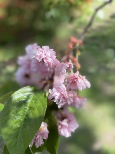 記録：新宿御苑の花たち